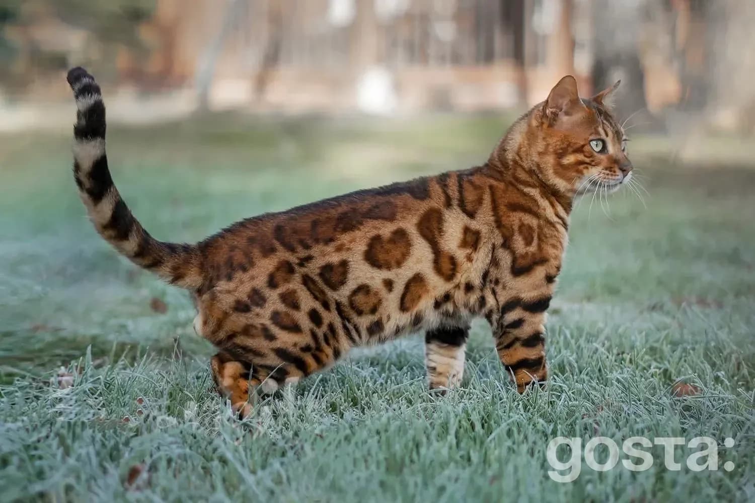 Bengal cat appearance