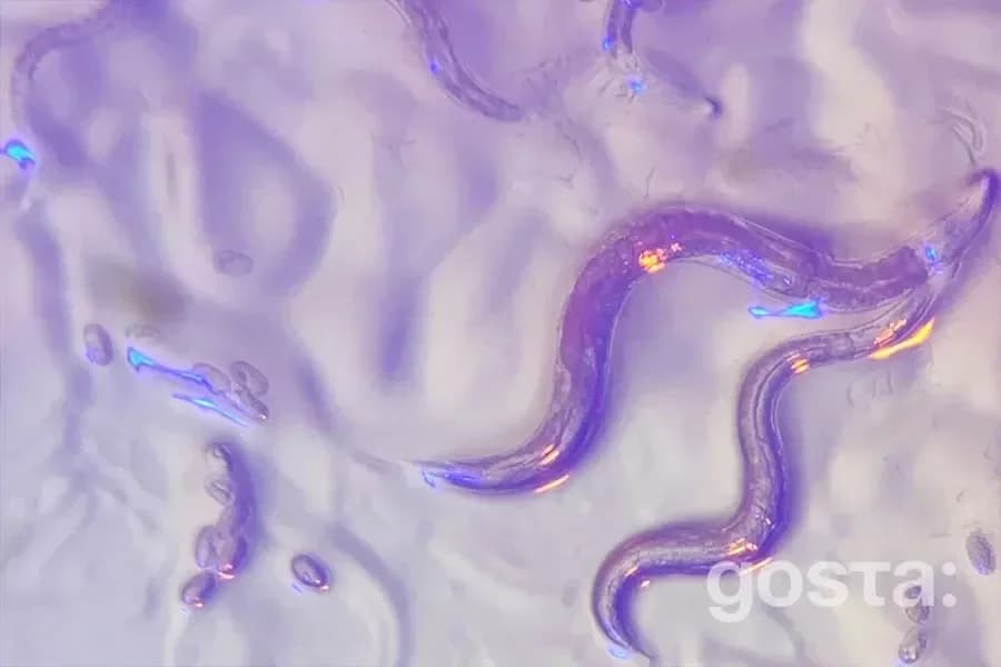C. elegans і сучасна медицина: як міліметрова нематода веде науку до нових ліків та відкриттів?