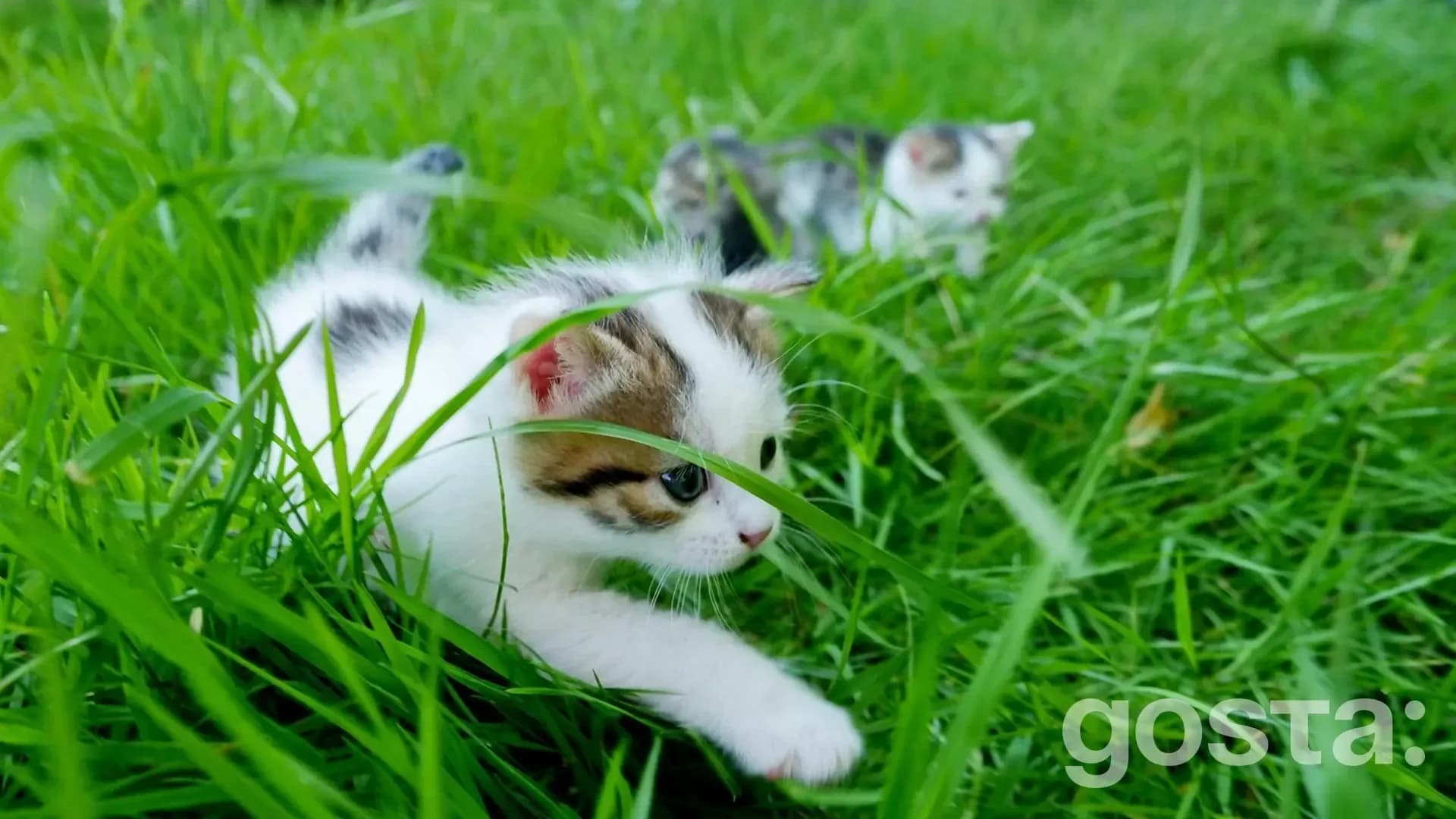 gosta den pastukhiv kotiv cat herders day