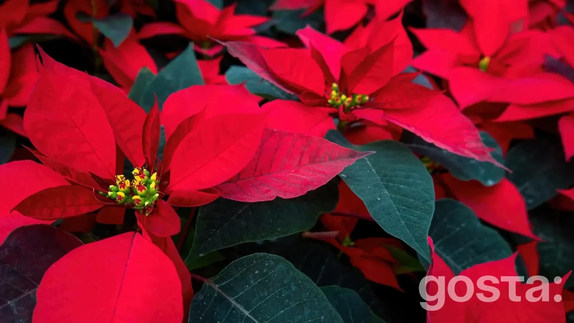 gosta den puansetii poinsettia day
