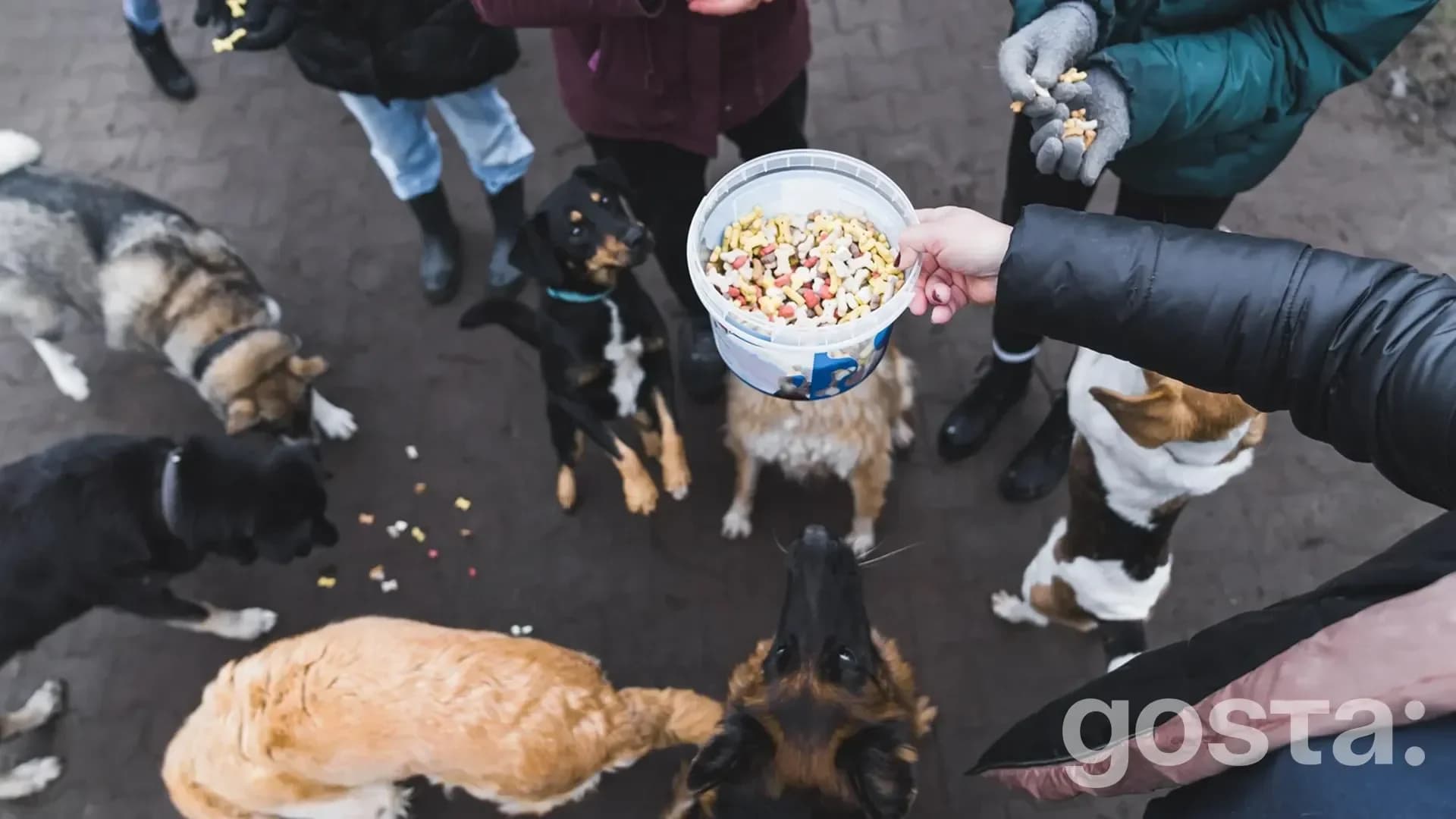 gosta holiday food drive for needy animals
