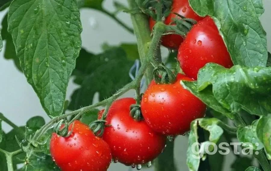 Помідори: секрет здоров'я у вашій тарілці