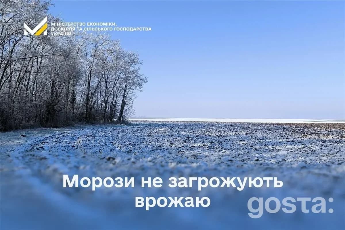 Морози не зірвуть врожай озимих: офіційний моніторинг, ціни на овочі та нові кредити для аграріїв