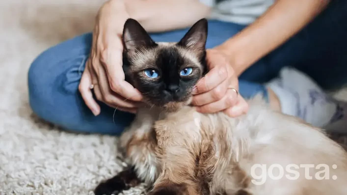 Як доглядати за сіамською кішкою?