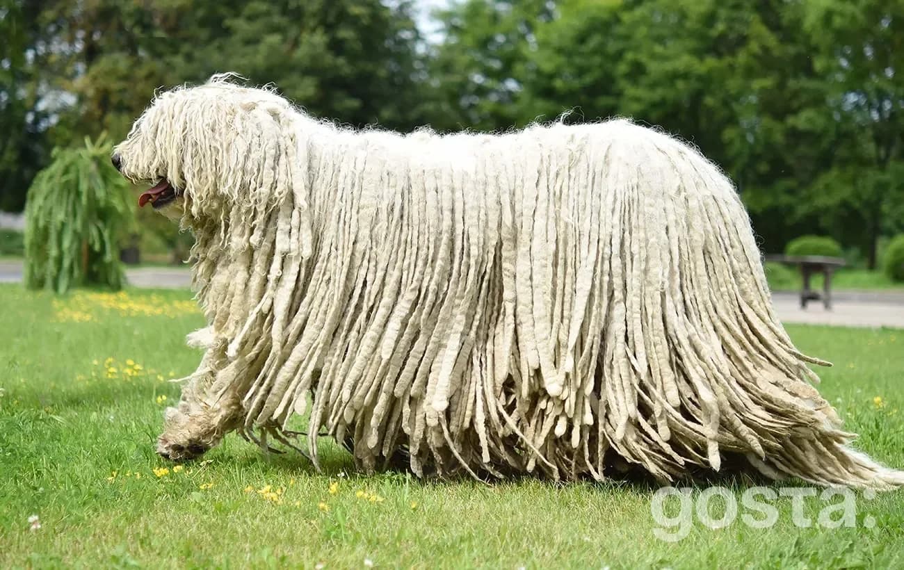 Комондор