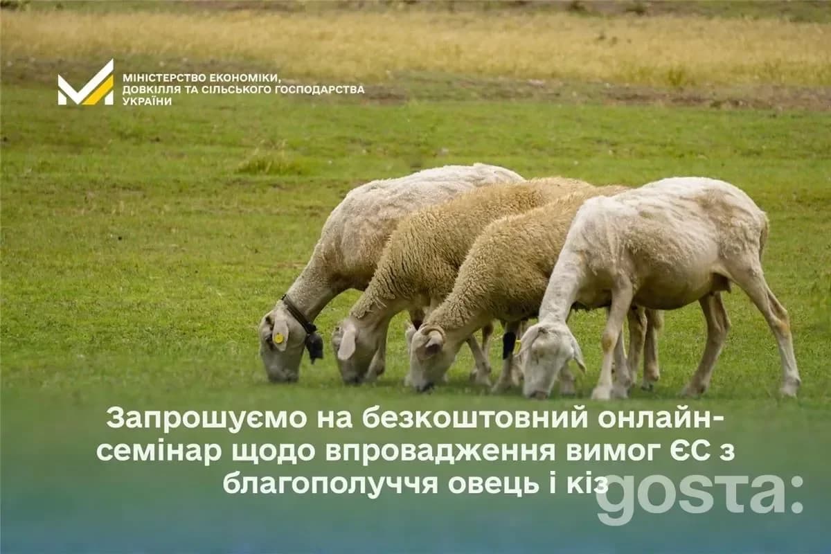 Чотири вівці пасуться на зеленому полі, оголошення про онлайн-семінар щодо вимог ЄС з благополуччя овець і кіз.