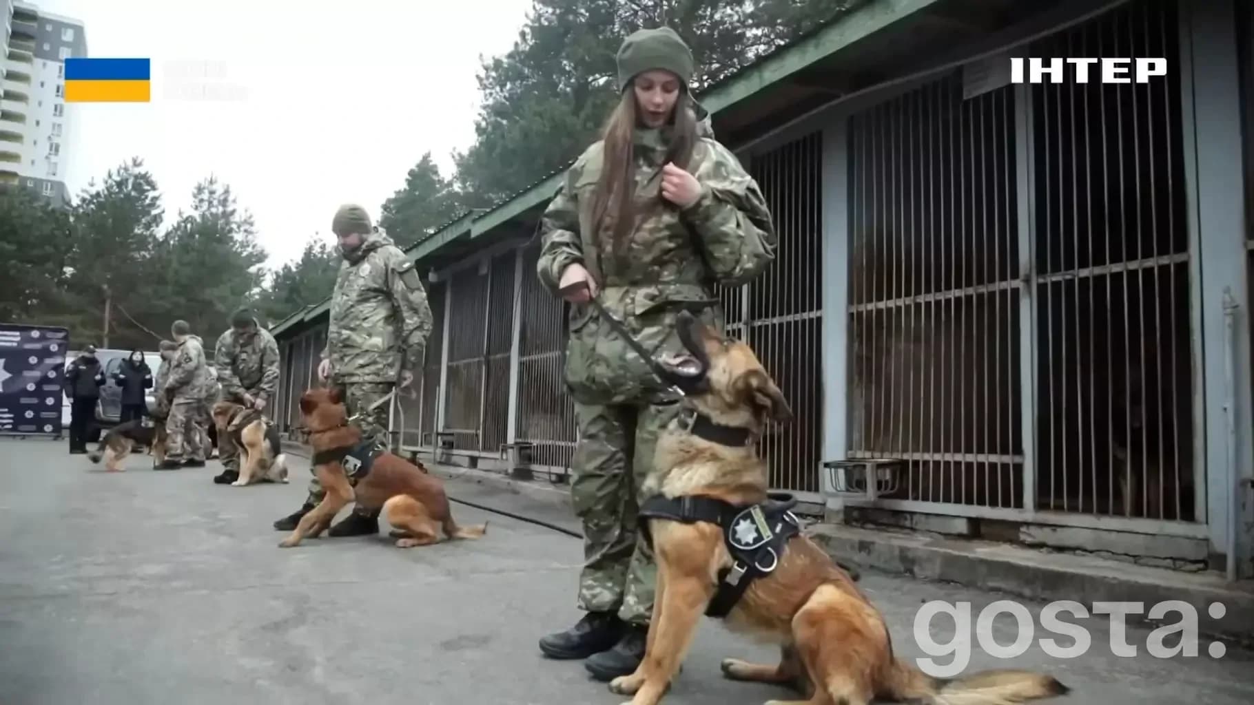 Кінологи з службовими собаками Нацполіції України тренуються у центрі Києва; підготовка, дисципліна, співпраця.