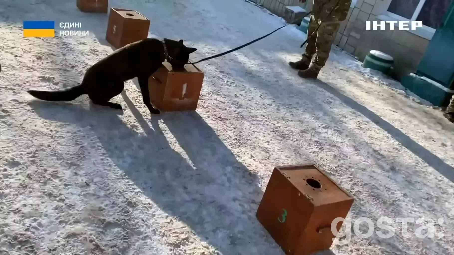 Кінолог з собакою Національної поліції України під час тренування в Києві; дисципліна, довіра, безпека.