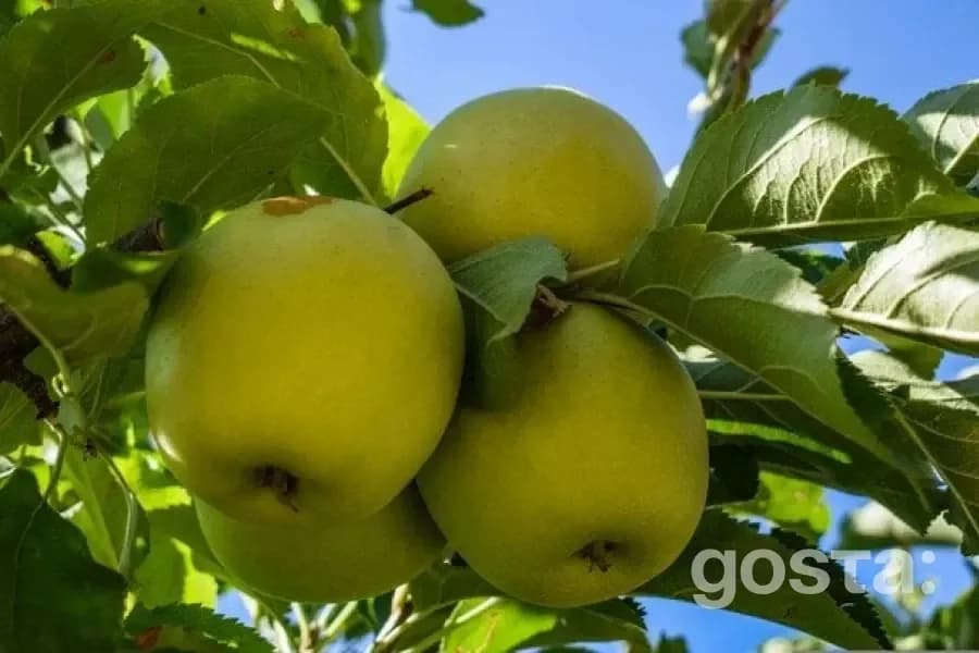 Яблука й здоров’я: скільки з’їдати щодня, аби підтримати серце, травлення та імунітет?