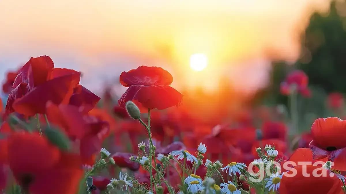День пам’яті та примирення коли відзначають