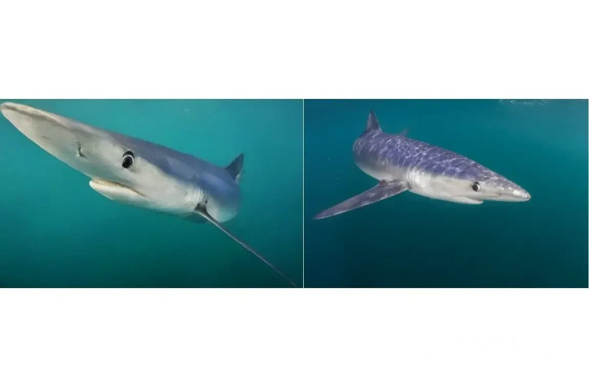 Інноваційний проект LOBSTgER: Майбутнє візуалізації морських екосистем