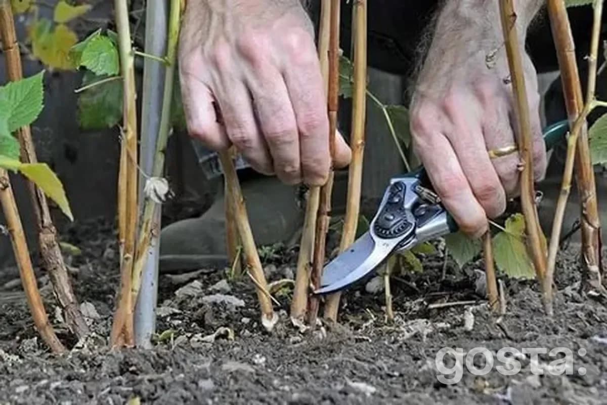 Lunar calendar for gardening for August 2025