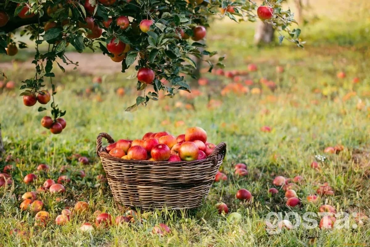 Lunar calendar for gardening for August