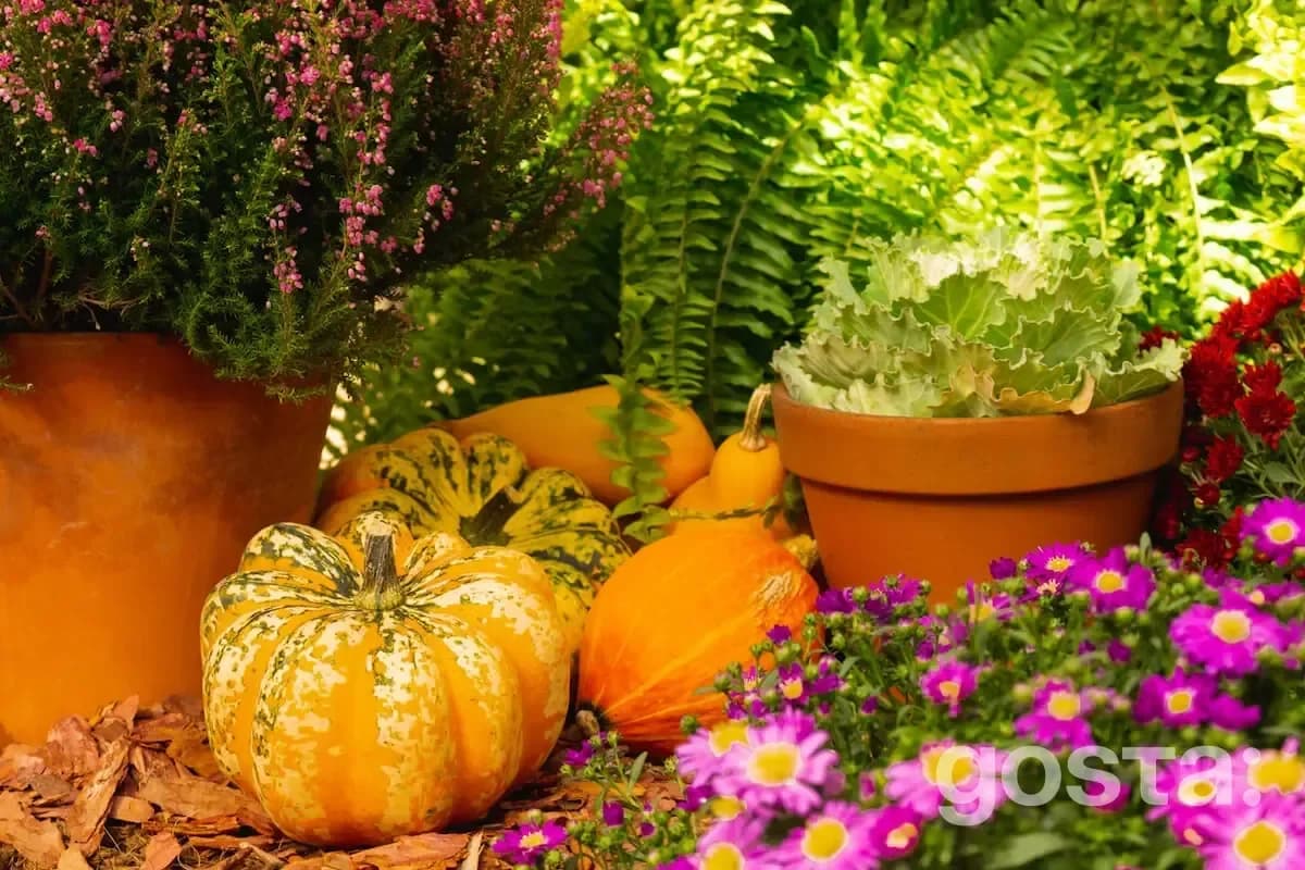 Moon calendar gardening for September