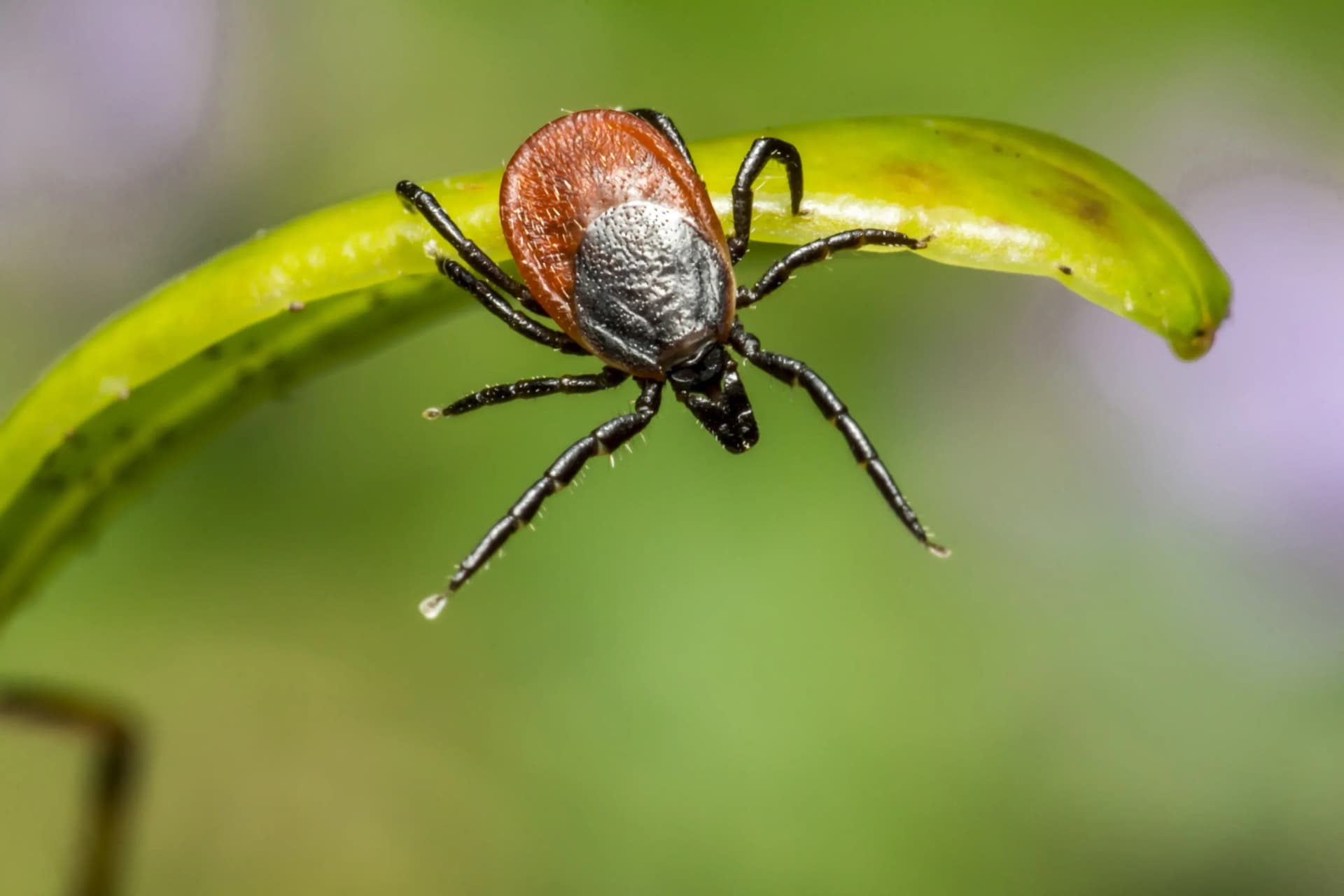 Ticks and Lyme Disease