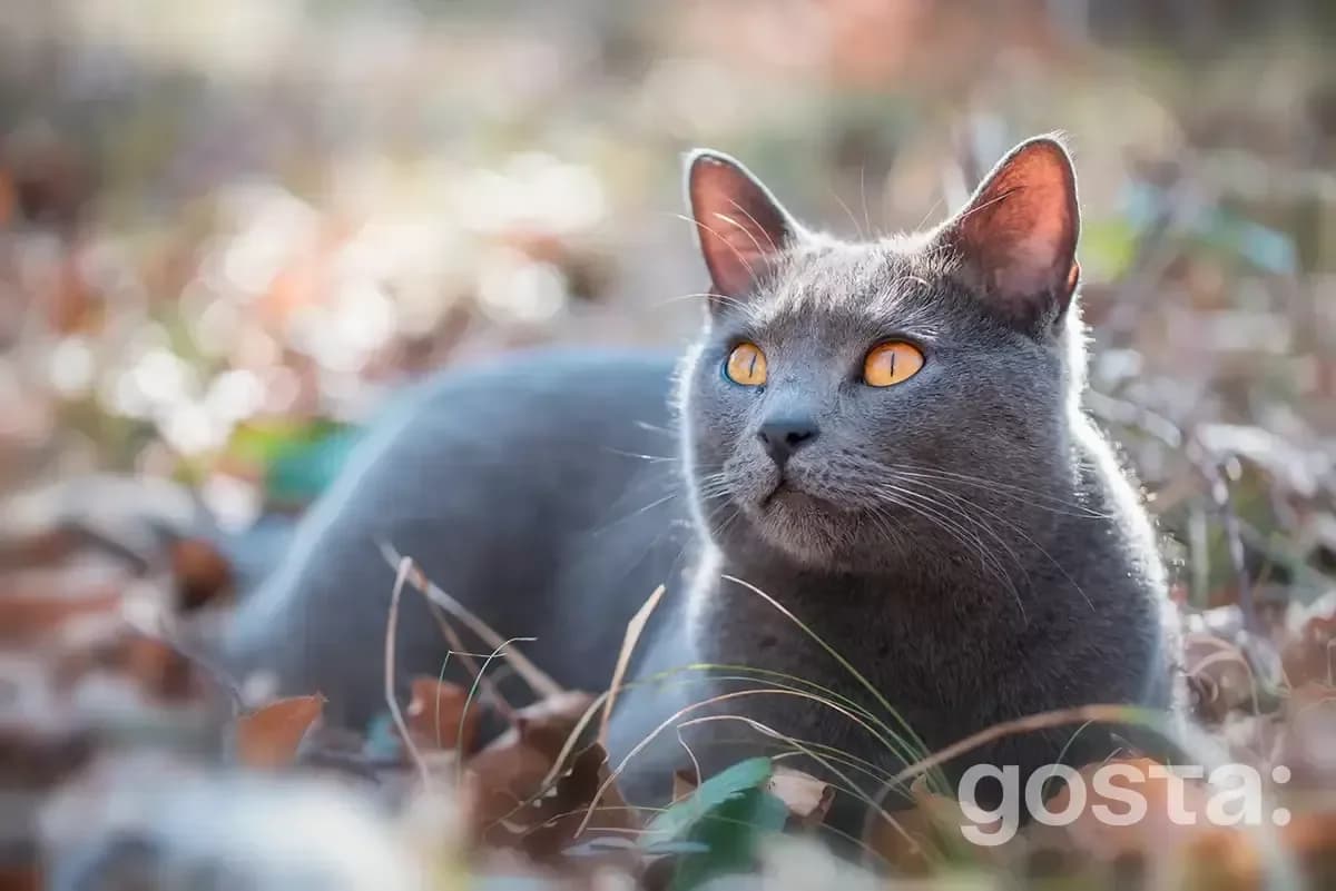 Породи котів Шартрез