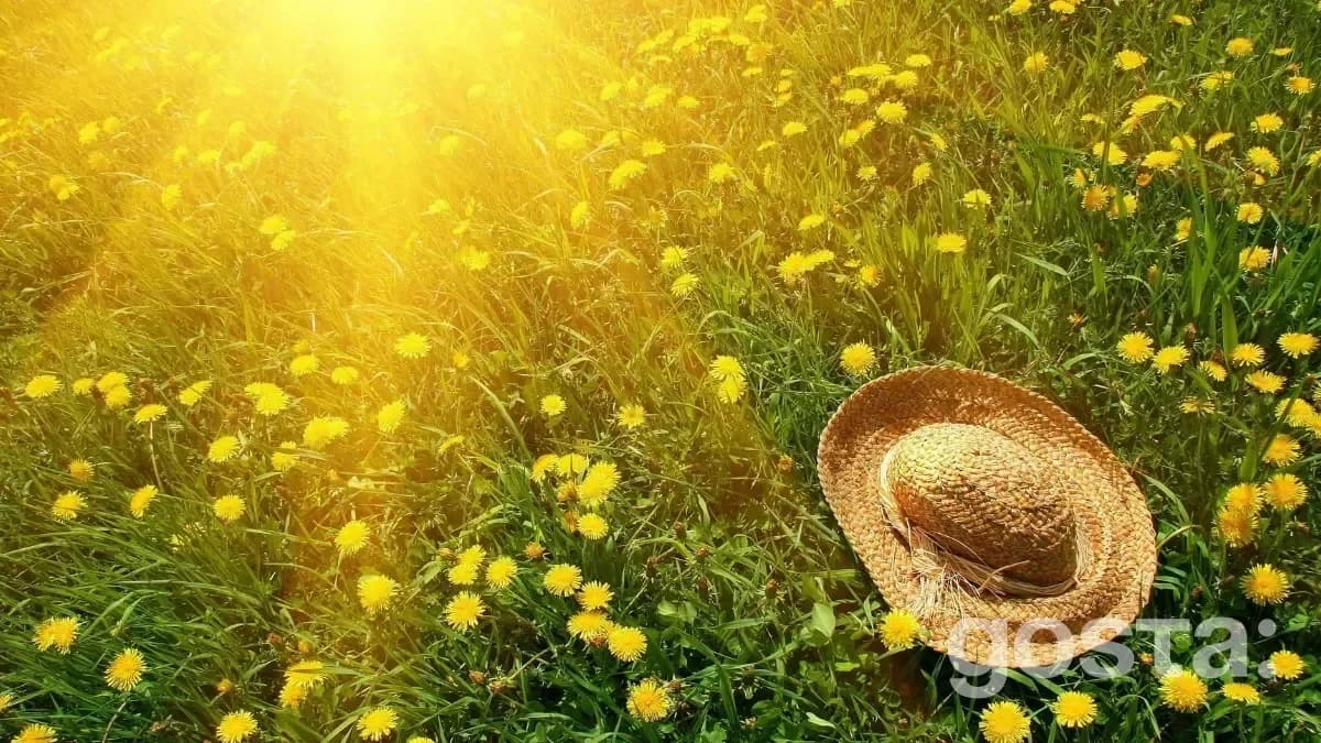 Moon Calendar Gardening in June: Plant Care Tips