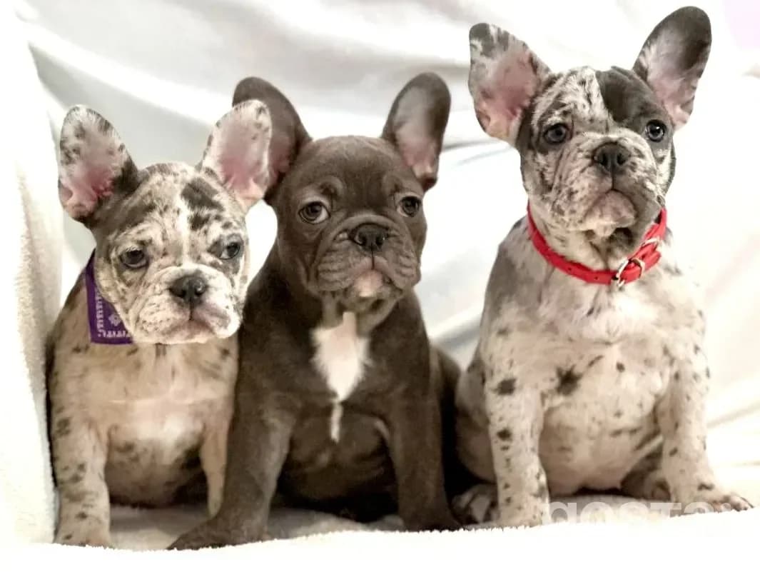 A French Bulldog resting indoors – perfect apartment companion
