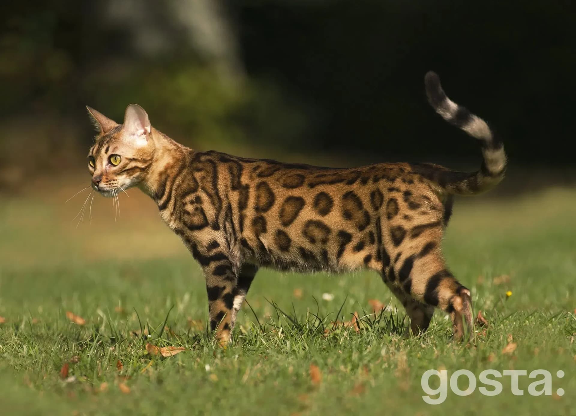 Bengal cat grooming
