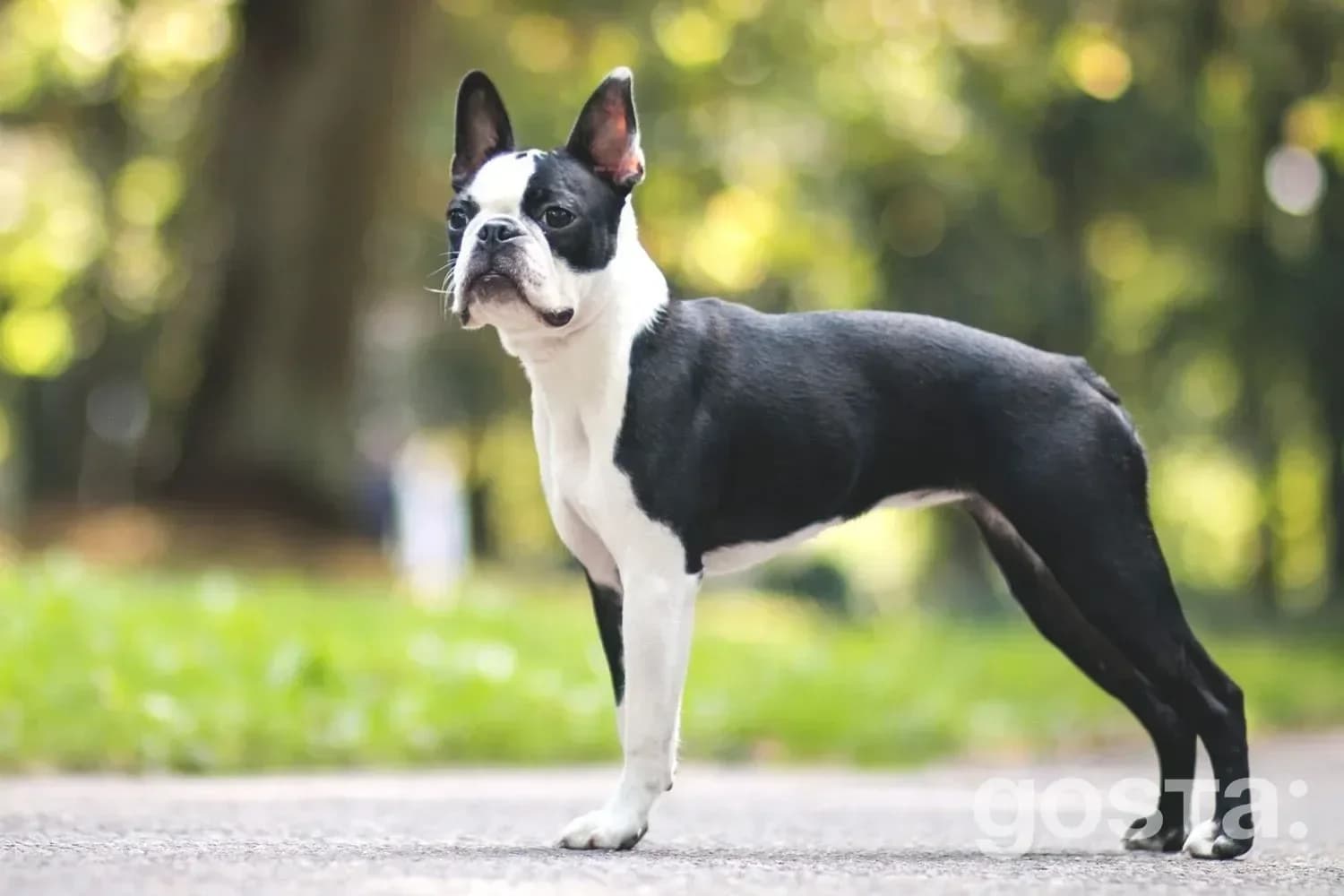 Boston Terrier in the park – loyal and playful
