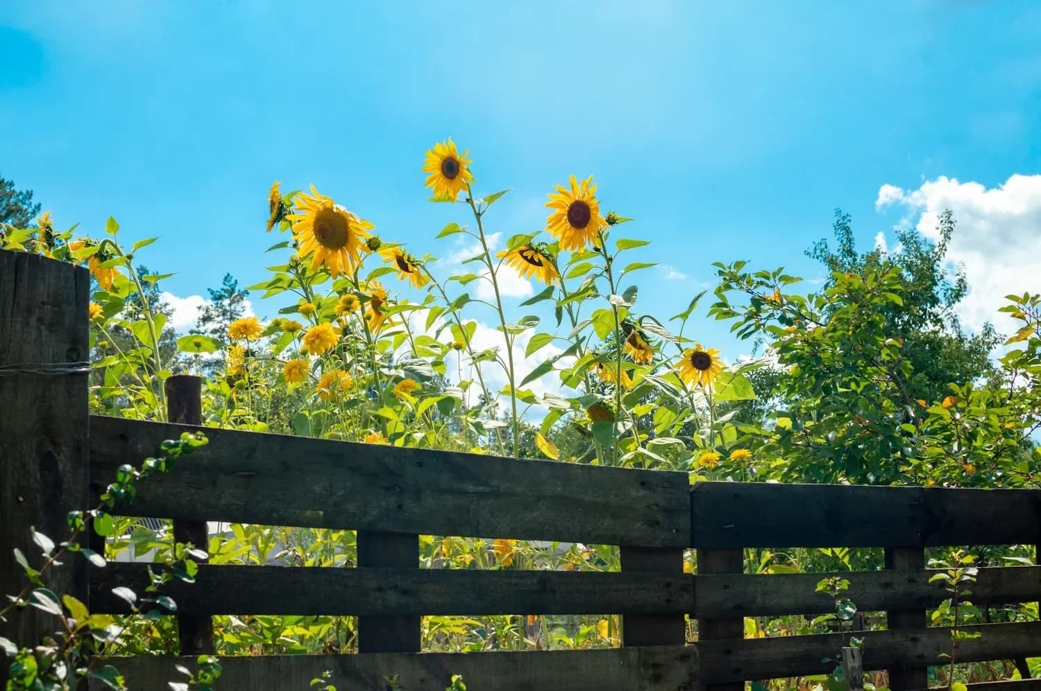 Bright sunflower (Helianthus annuus) blooming in a garden setting