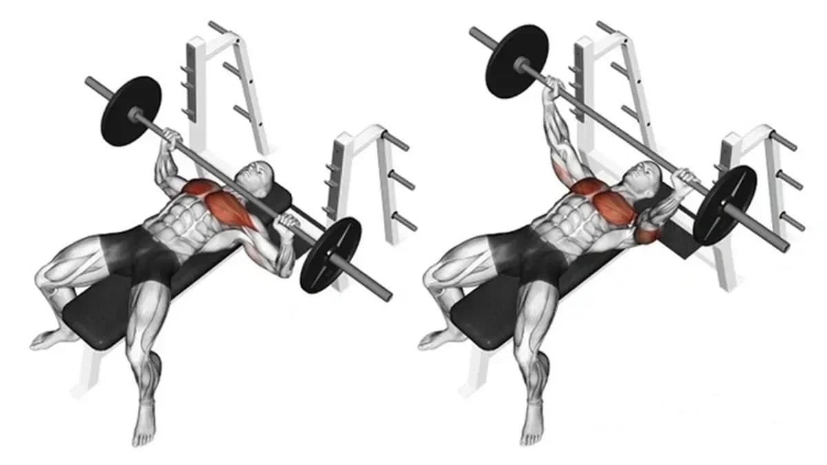 Chest Exercises – Comprehensive Chest Workout: Barbell Bench Press On A Flat Bench