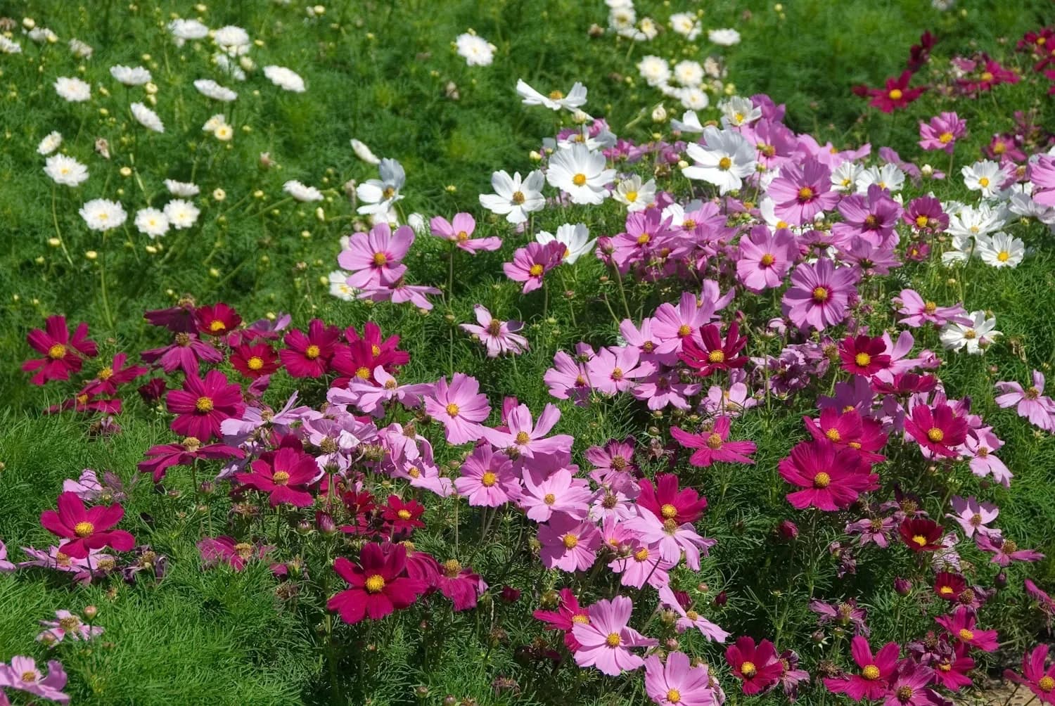 Delicate cosmos flowers swaying on thin stems in the garden