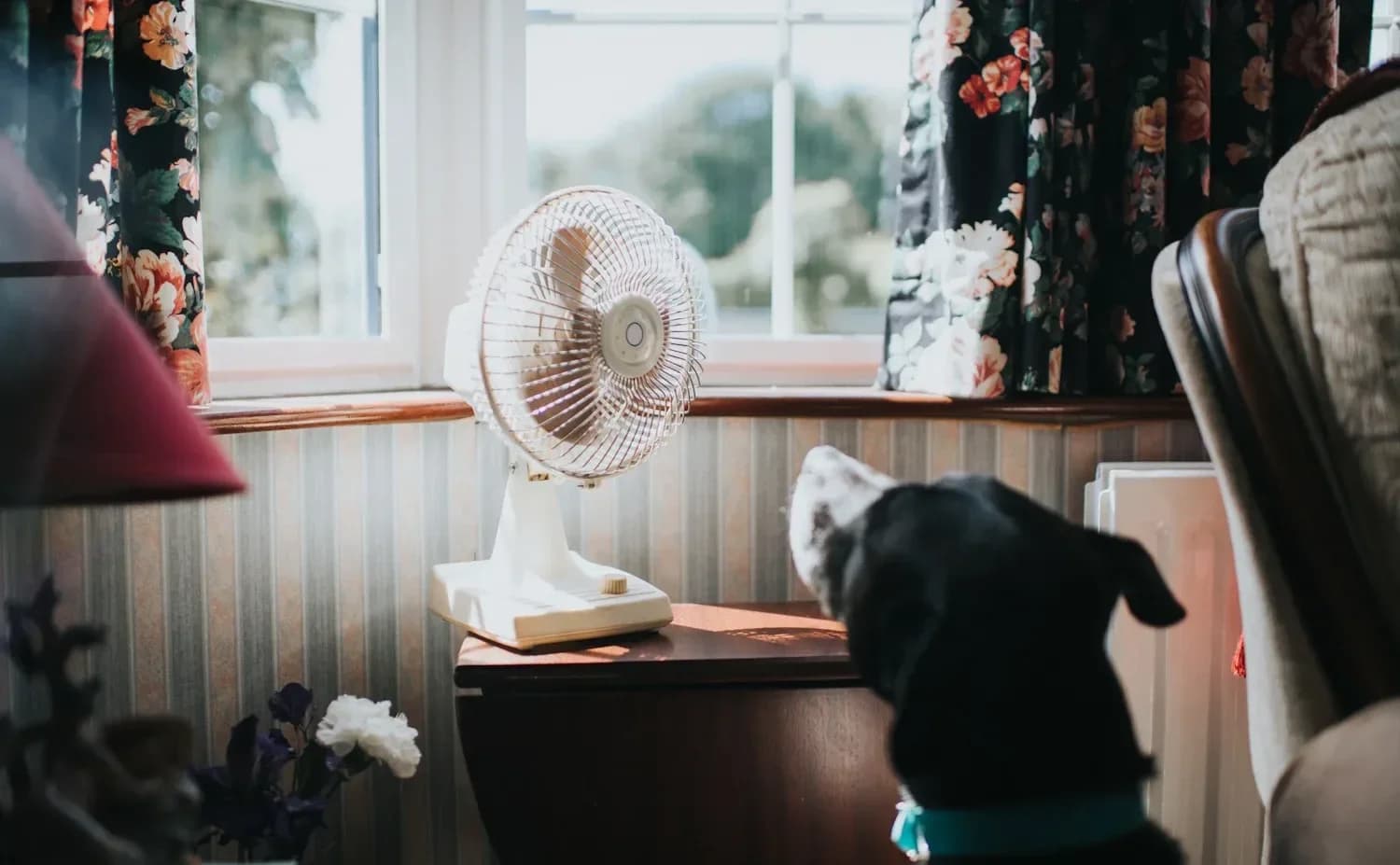 Dog cooling off in front of a fan during hot weather