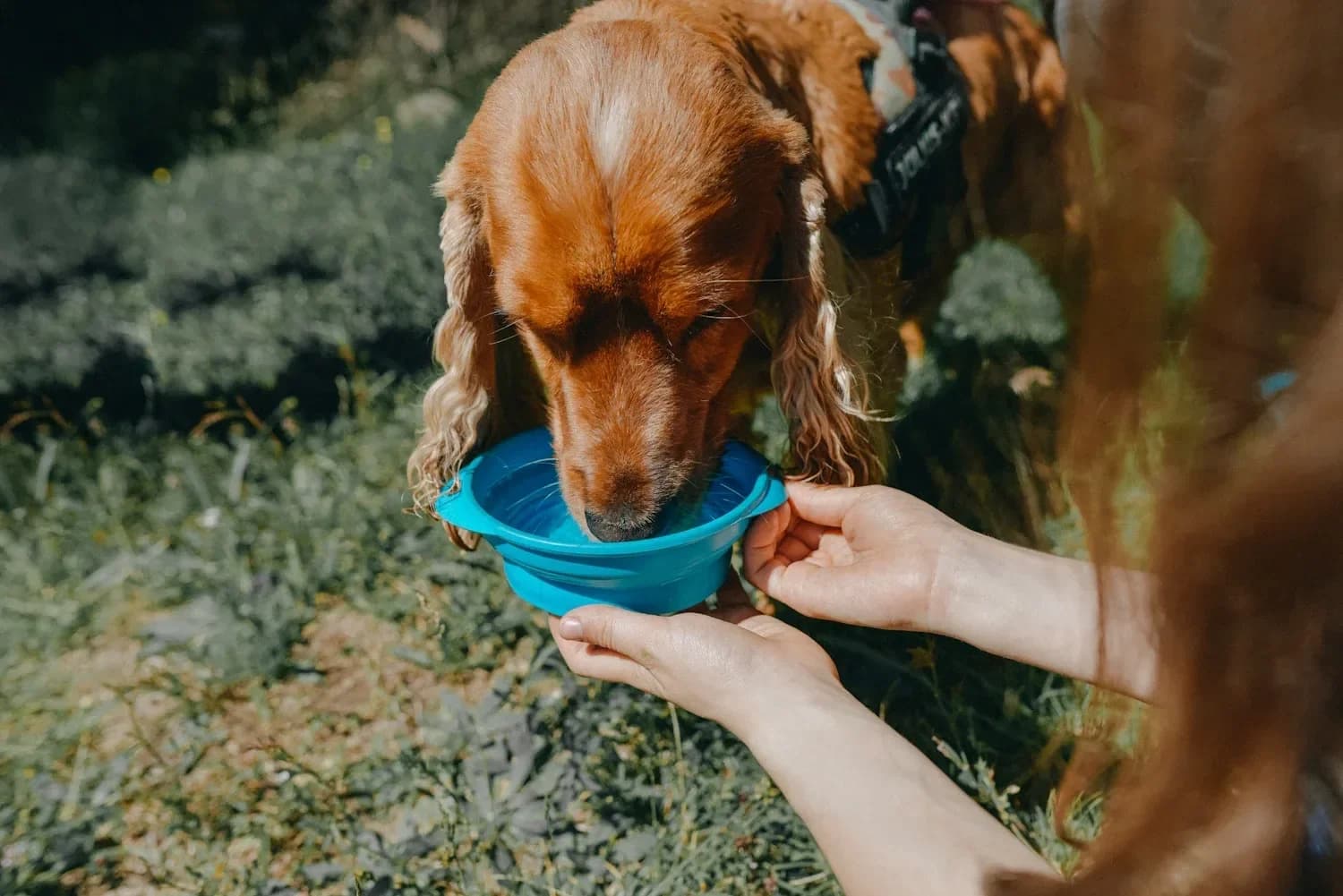 Dog drinking water from a bowl to stay hydrated in heat
