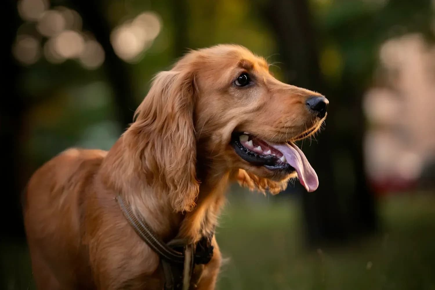 Dog resting outdoors during cooler morning or evening hours