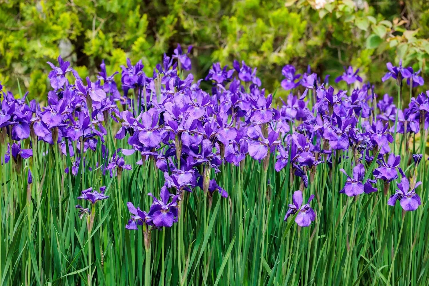 Elegant iris clusters blooming in vibrant early summer garden