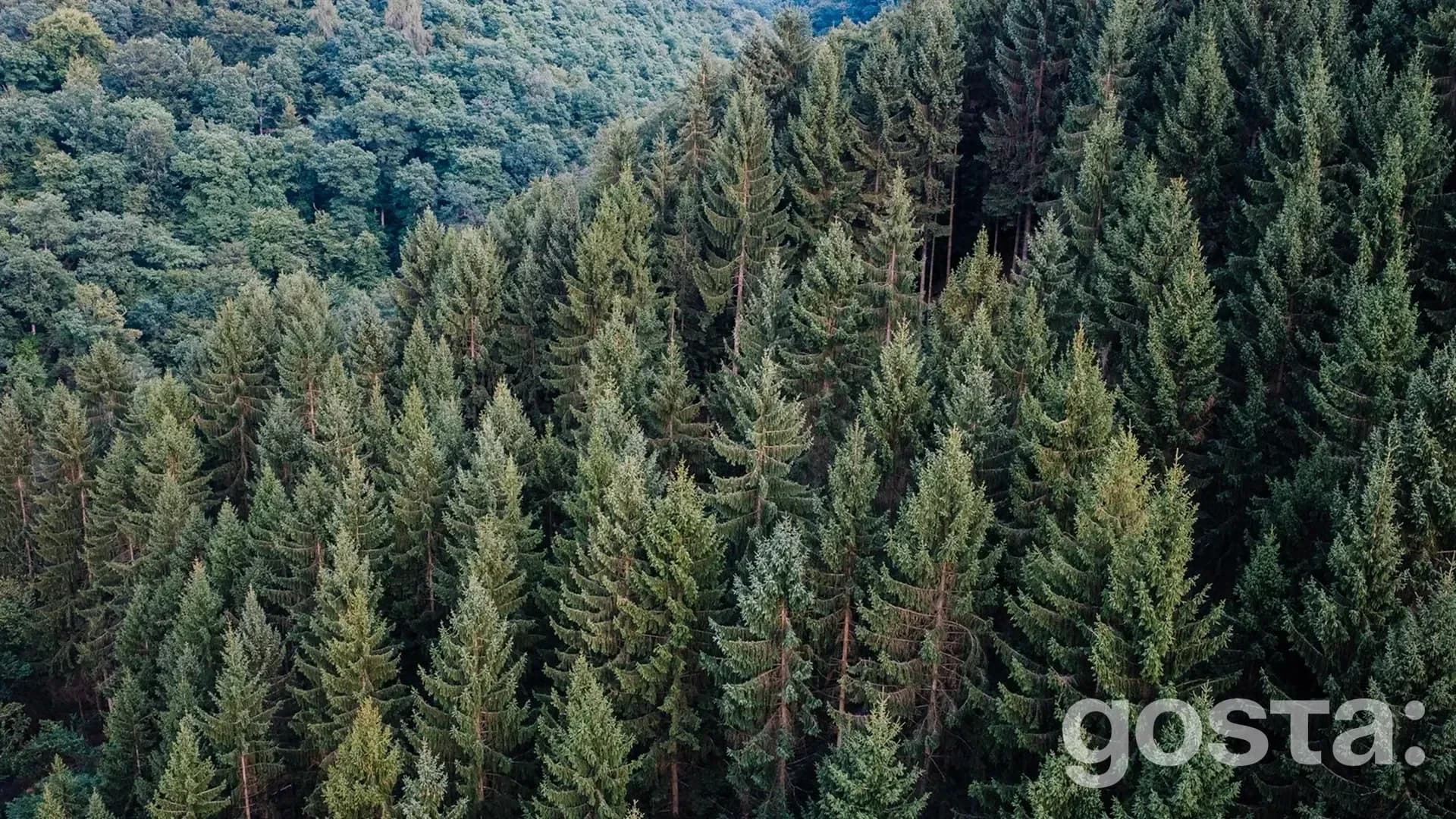 gosta den poshuku vichnozelenoho dereva look for an evergreen day
