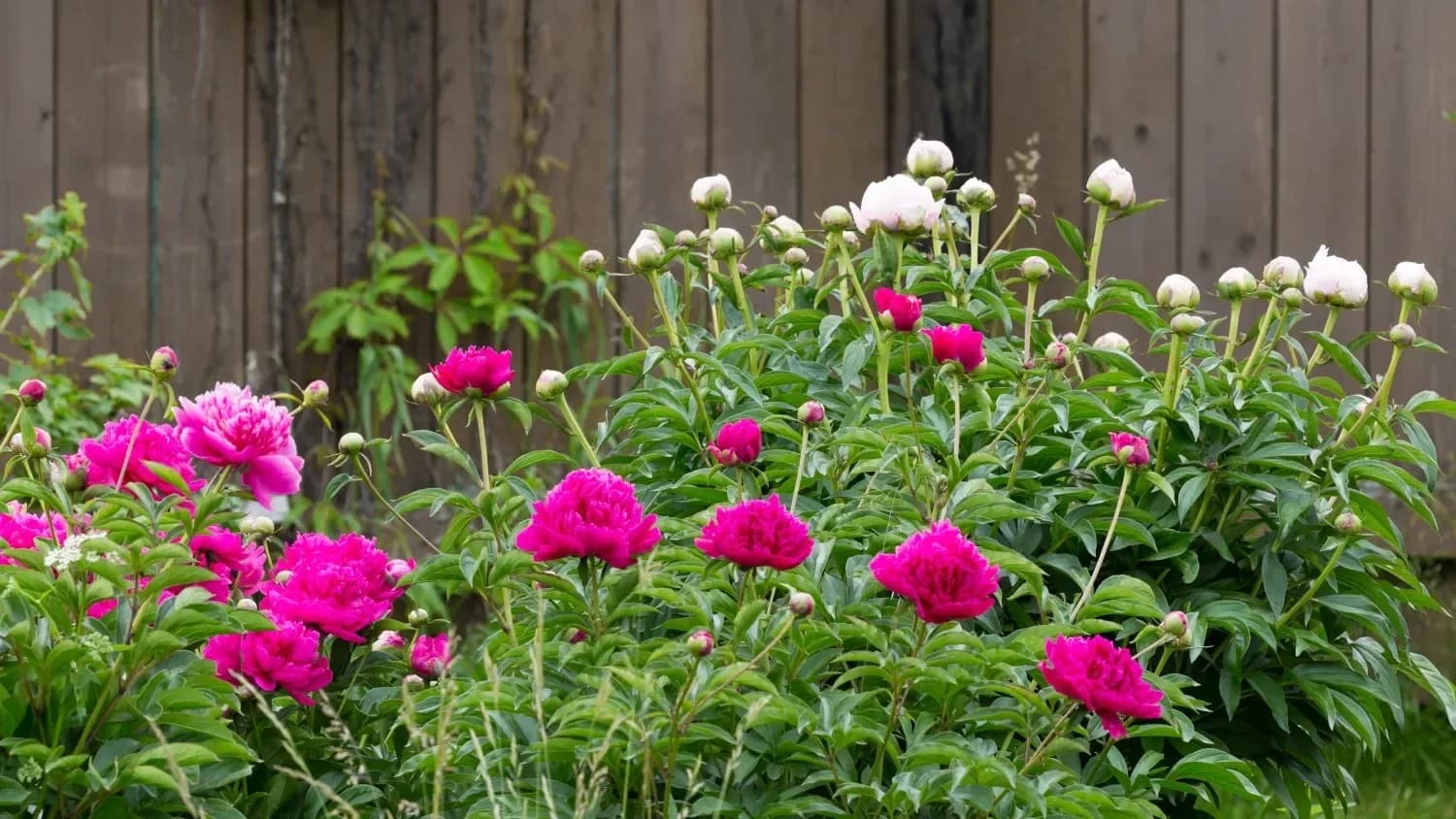 Pink and white peonies growing beautifully in a lush garden