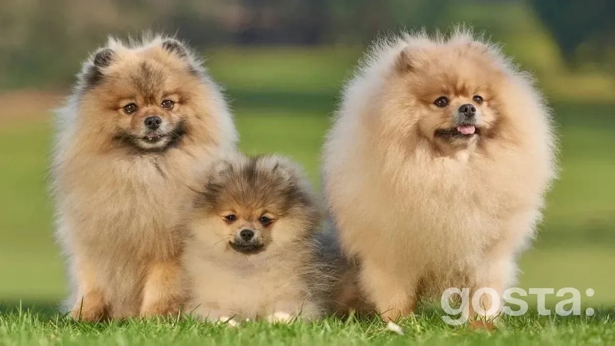 Pomeranian posing outdoors – fluffy and confident