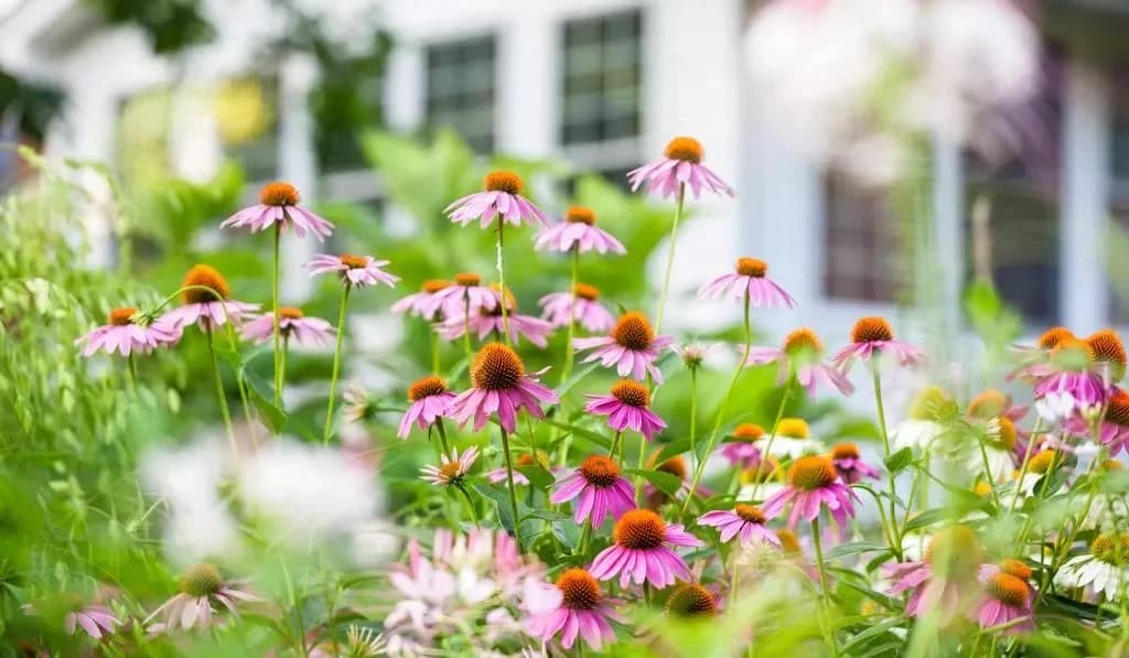 Purple echinacea flowers with bold, daisy-like blooms in garden
