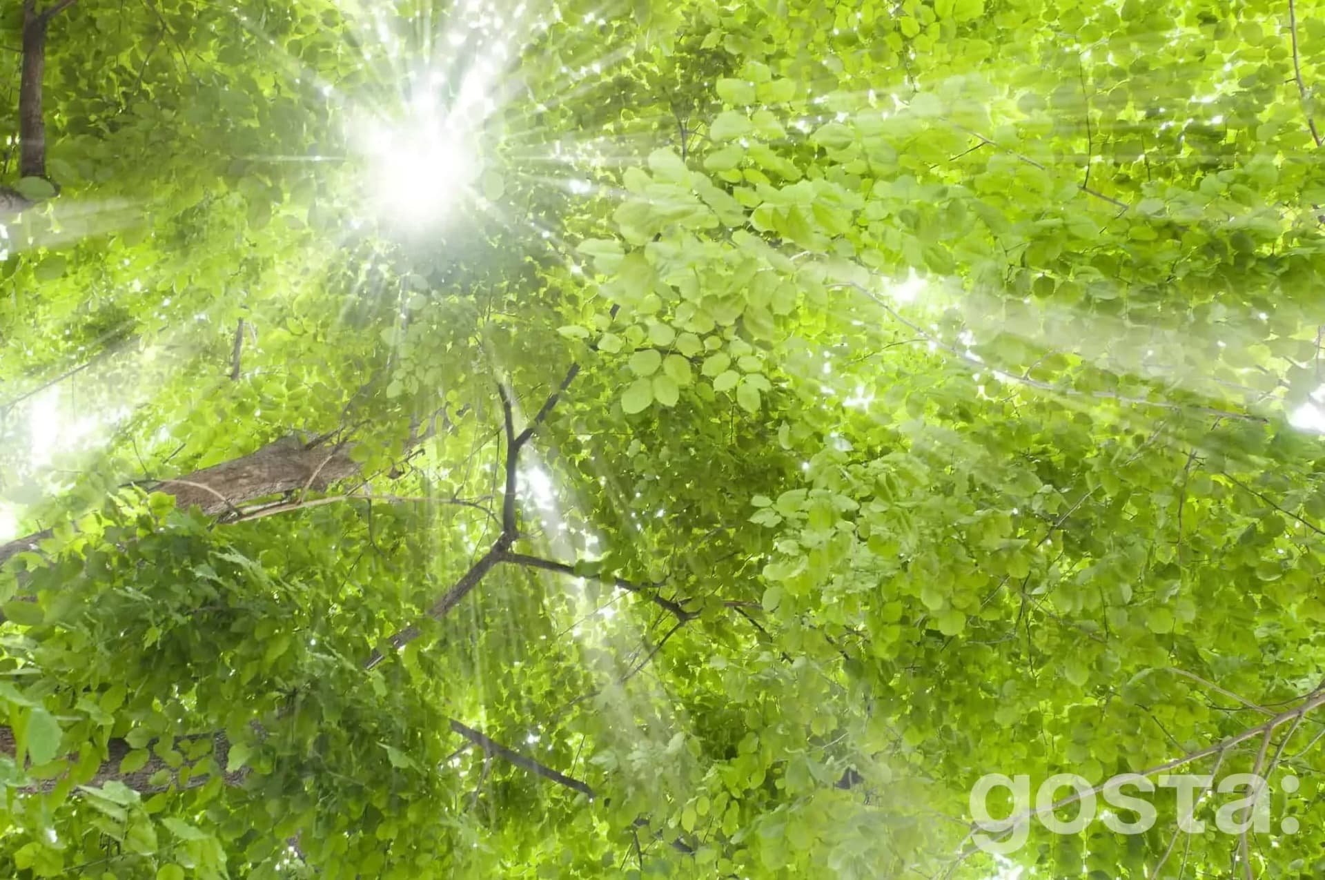Sunlight filtering through lush green leaves, symbolising the beauty and importance of plants for the Fascination of Pla